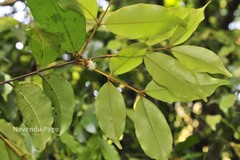 Meteoromyrtus wynaadensis